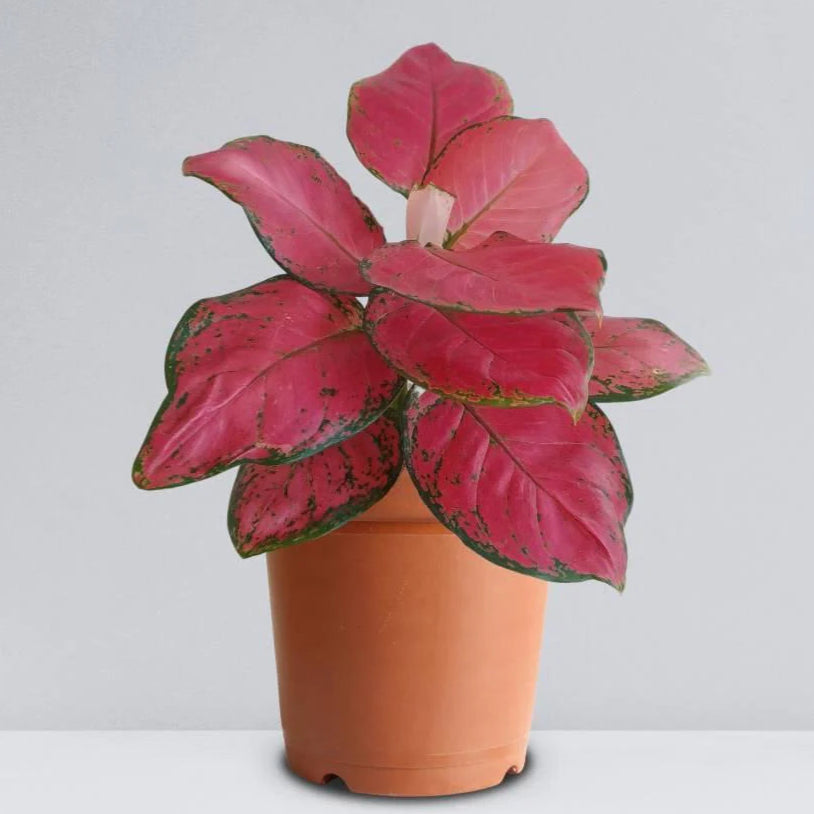 aglaonema ruby compacta Aglaonema Red Ruby