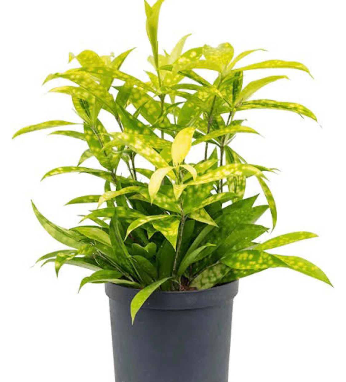 dracaena golden milky plant Milky Bamboo – Wayanadan Touch Garden