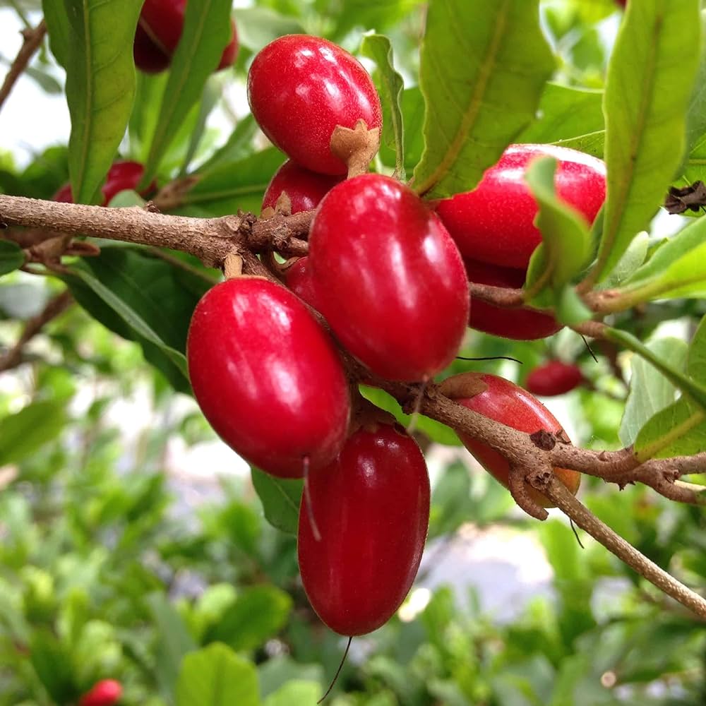 Miracle Fruit plant – Wayanadan Touch Garden