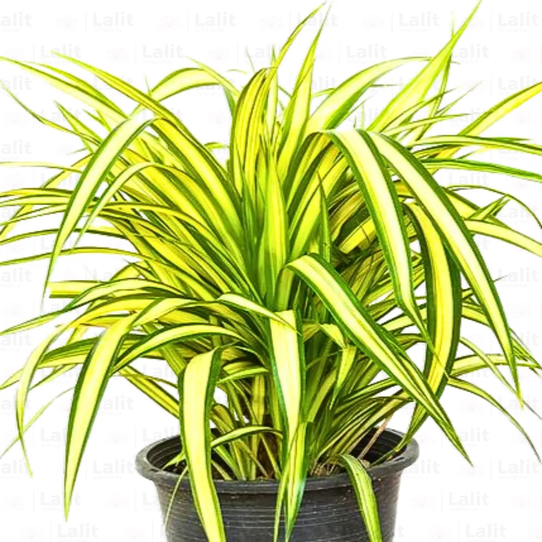 pandanus plant Pandanus Baptistii