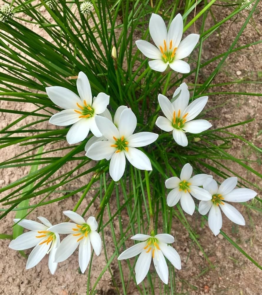 white storm lily Rain Lily White