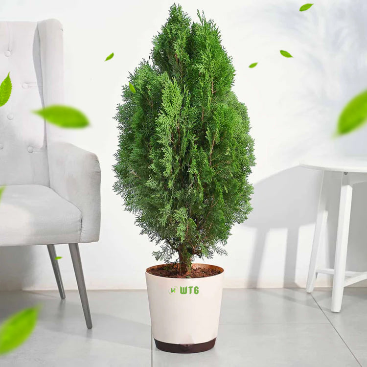 Thuja plant- Green Cypress Plant