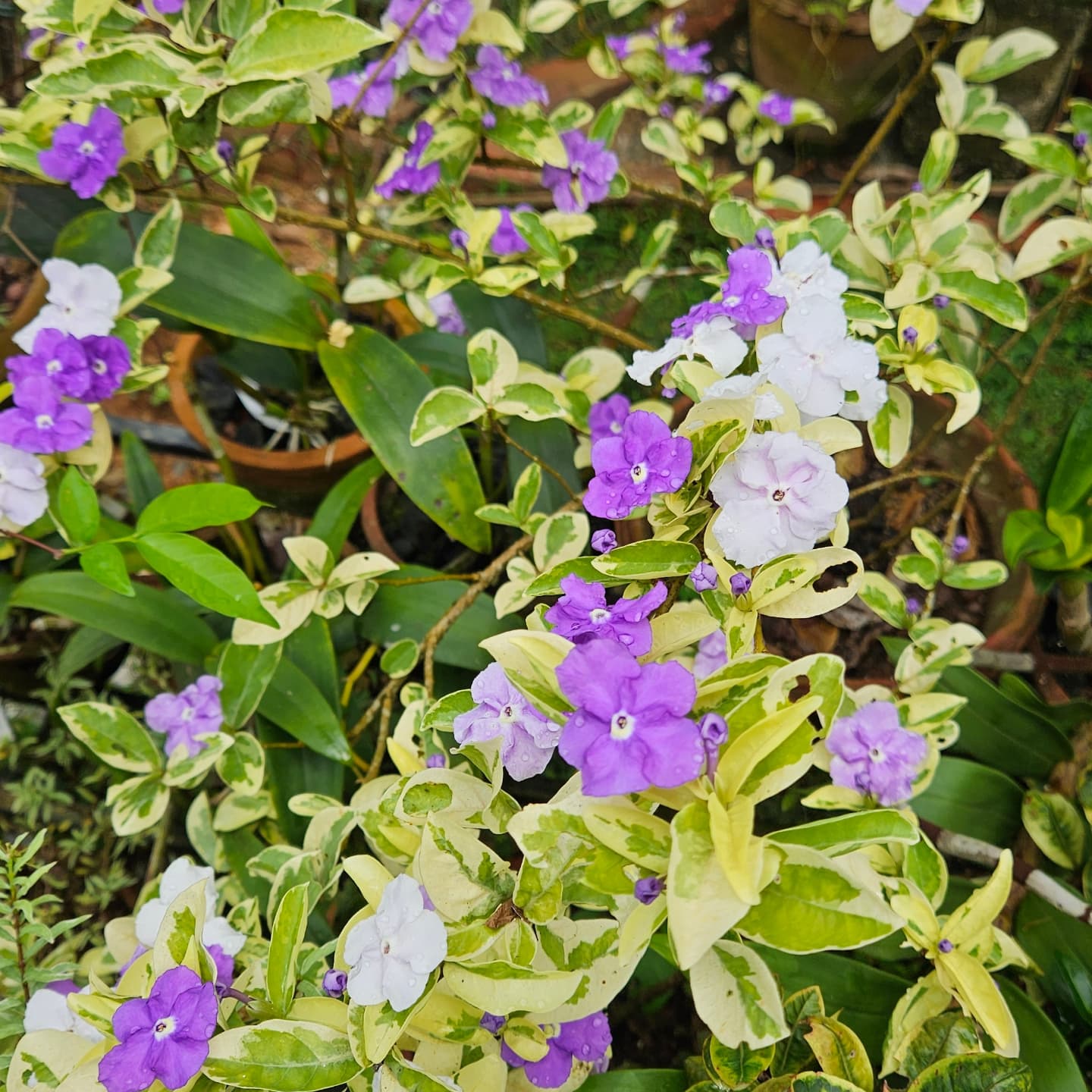 yesterday today and tomorrow plant fertilizer Yesterday Today Tomorrow(Variegated)