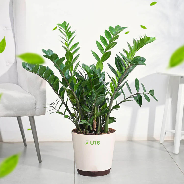 押上PLANTS ZZ Plant(CC Plant) Green – Wayanadan Touch Garden