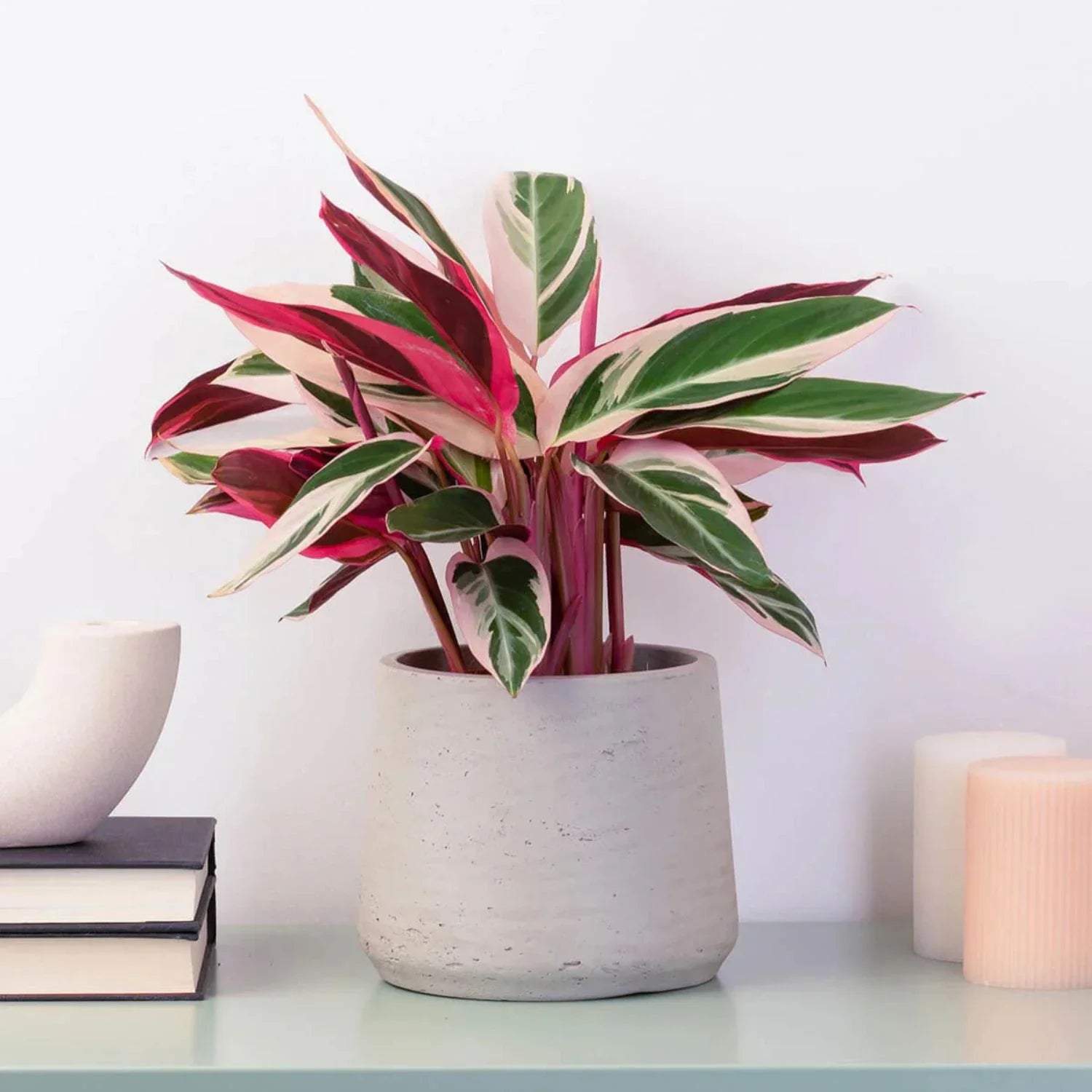Calathea Triostar