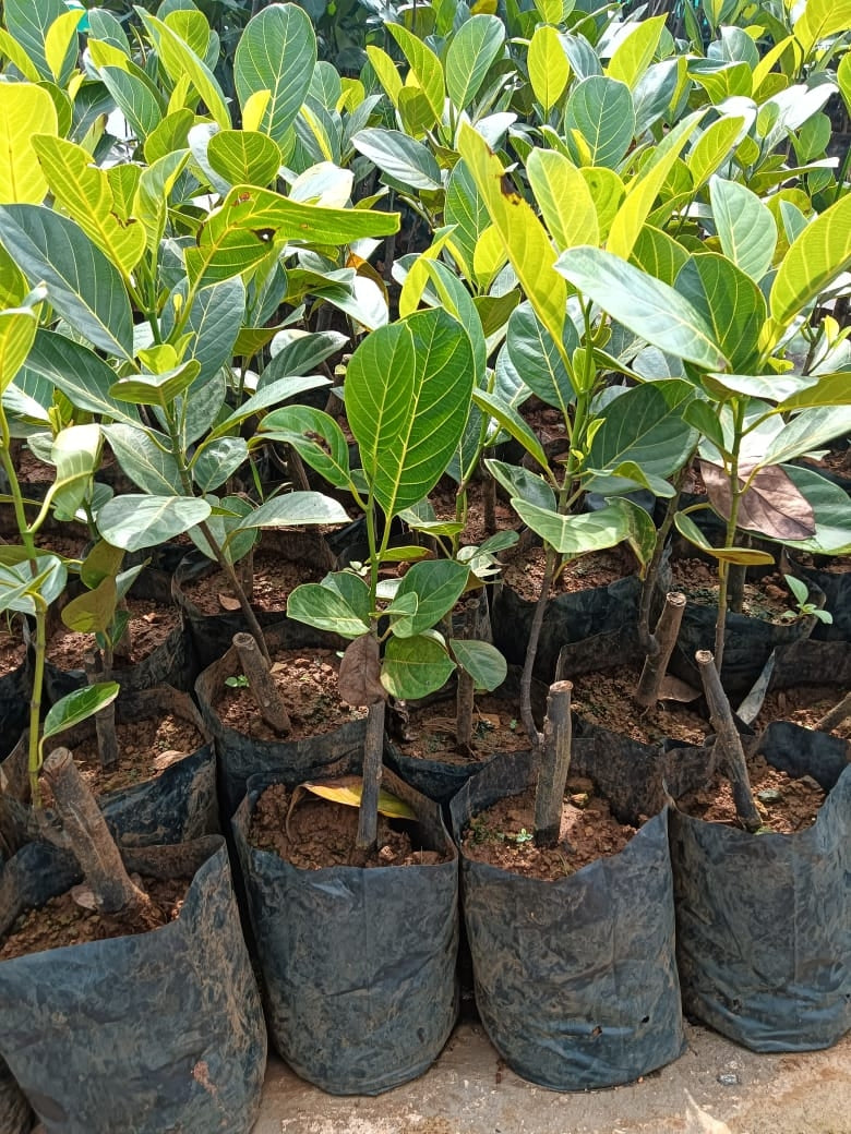 Chembarathi Varikka Jack Fruit Plant – Wayanadan Touch Garden
