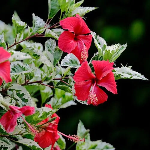 Hibiscus Variegated(Chembarathi) – Wayanadan Touch Garden