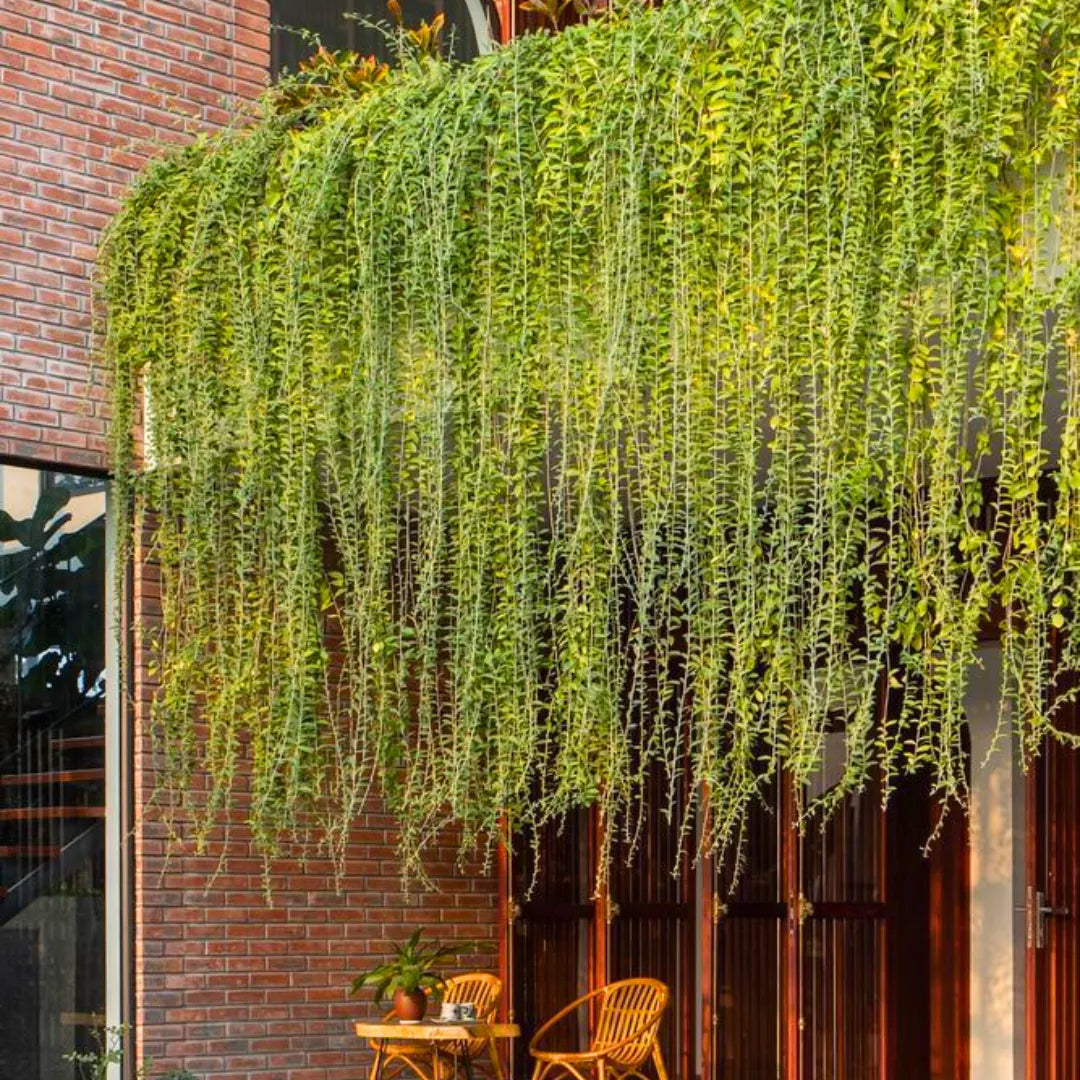 creeper hanging plants Curtain Creeper/ Vernonia elaeagnifolia