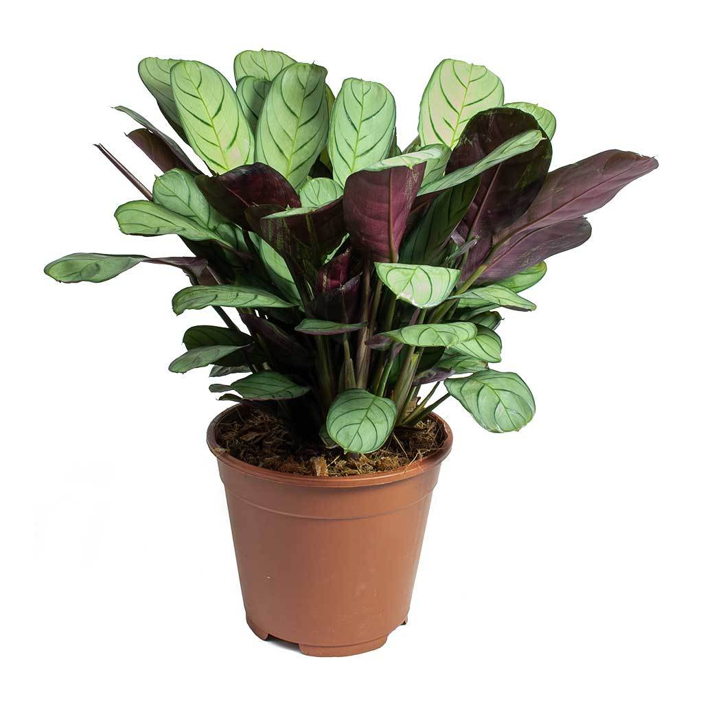 burle marxii calathea Calathea Grey star-Marantha Burle Marxii