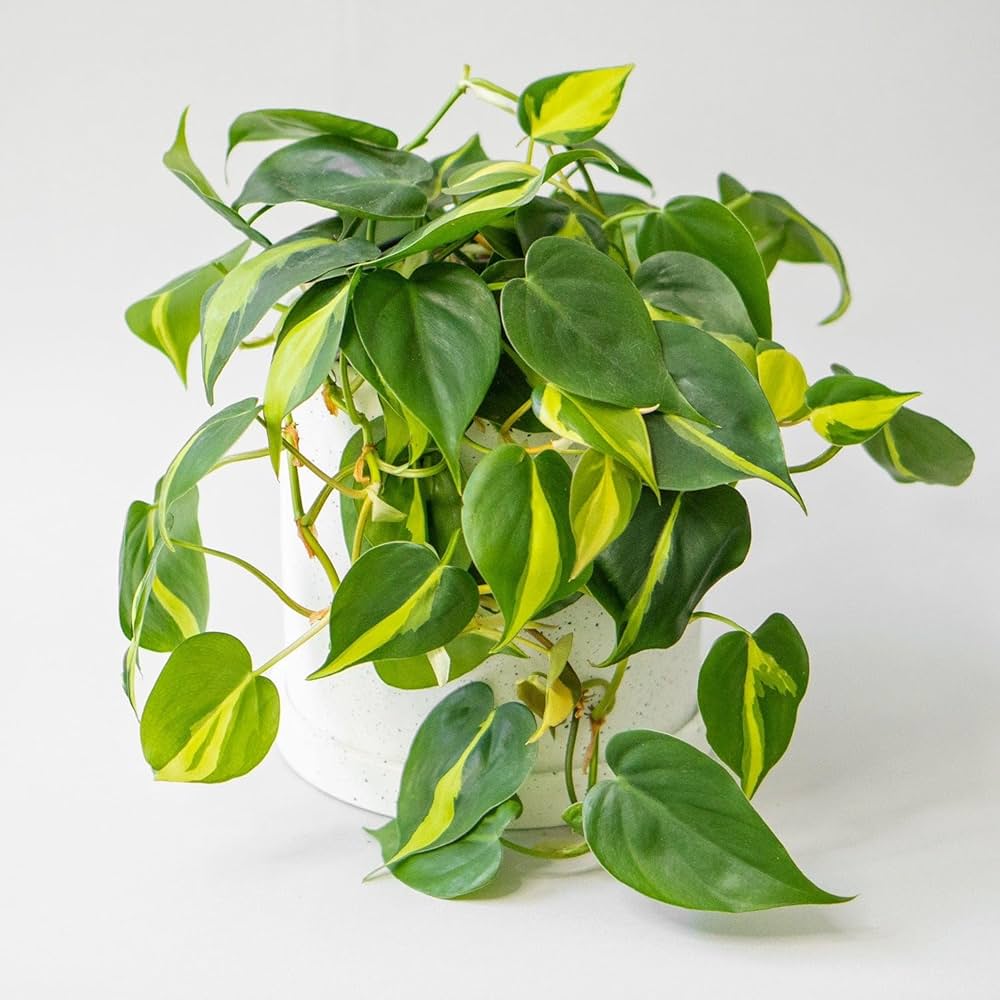 money plant philodendron Brasil money Plant (Philodendron brasil)