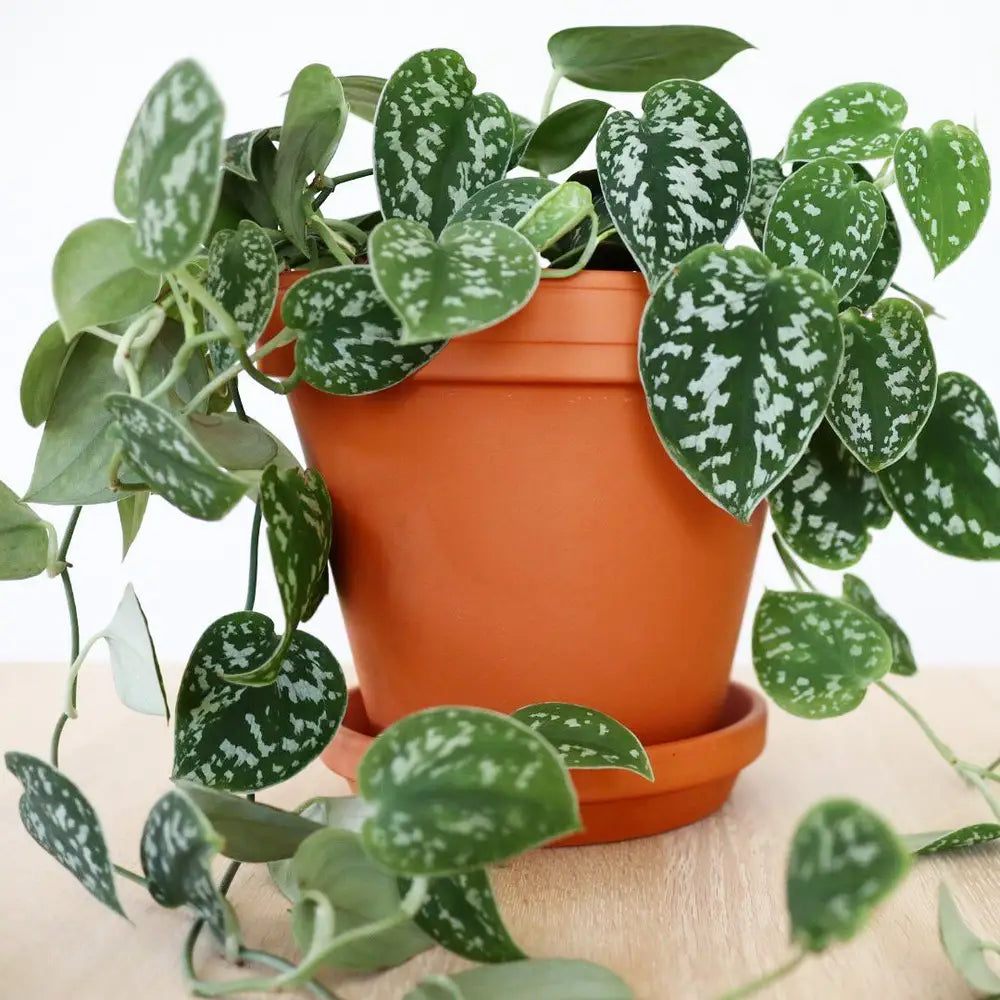 satin pothos 中文 Satin Pothos