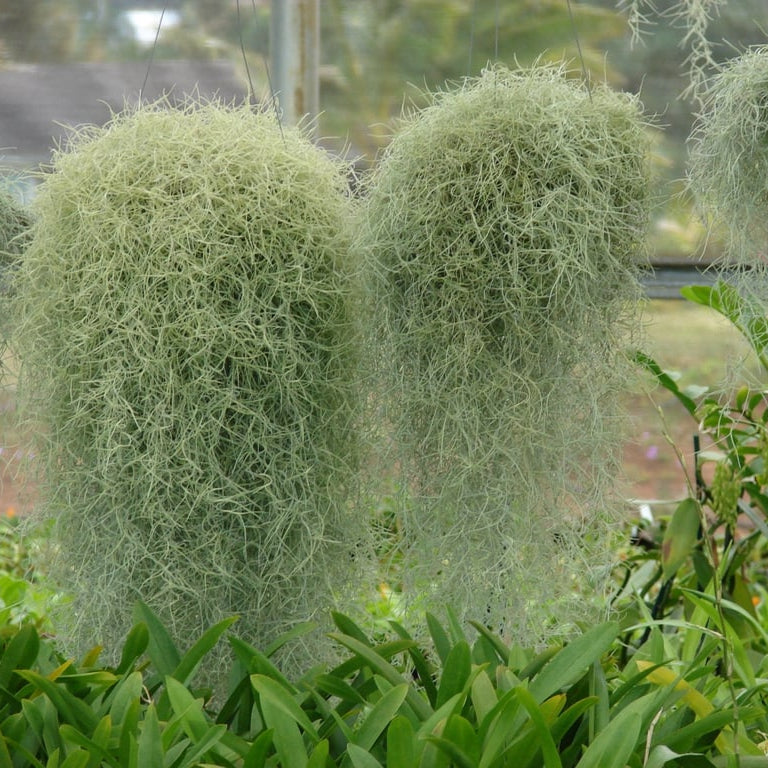 air plants in kerala Spanish Moss(Air Plant)