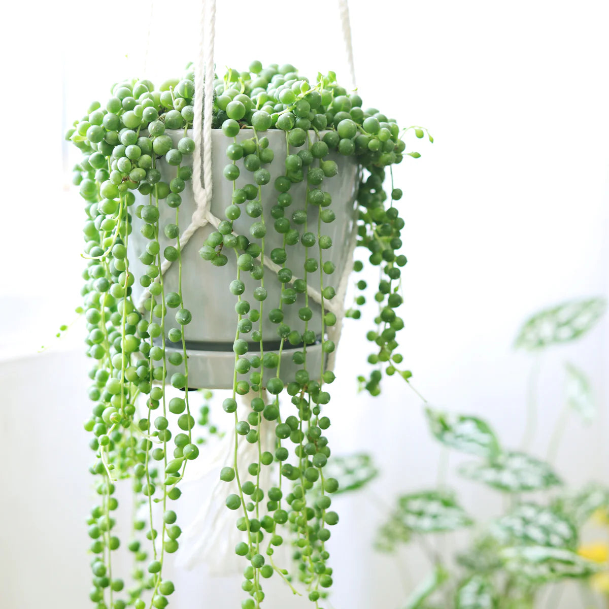 hanging plant beads String of Pearls Hanging plant