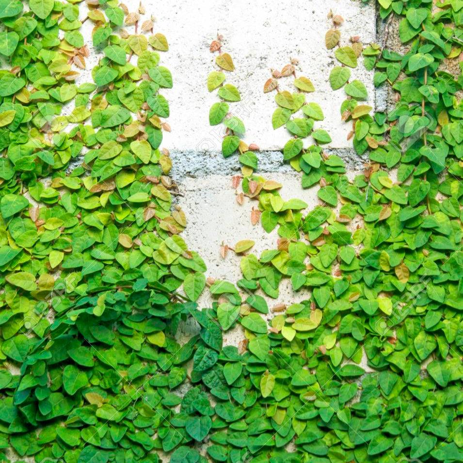 Wall Creeper