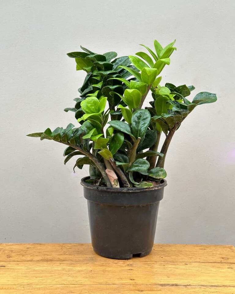 twisted zz plant ZZ Plant Twisted Green