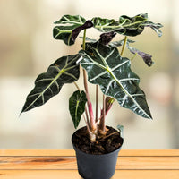 Alocasia