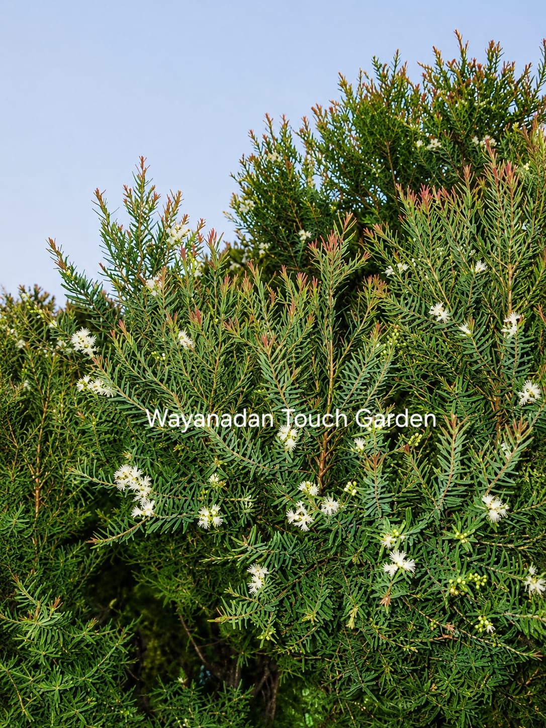 Devadaru Fragrant White flower ornamental plant