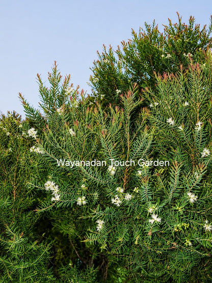 Devadaru Fragrant White flower ornamental plant