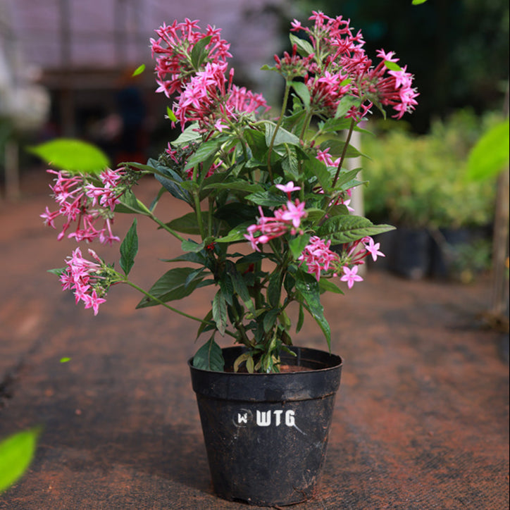 Pentas Pink