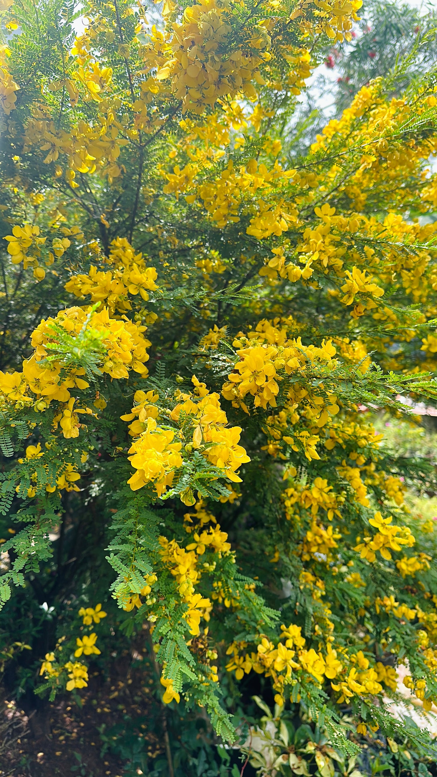 Cassia Biflora Yellow flower Plant- Ornamental Plant