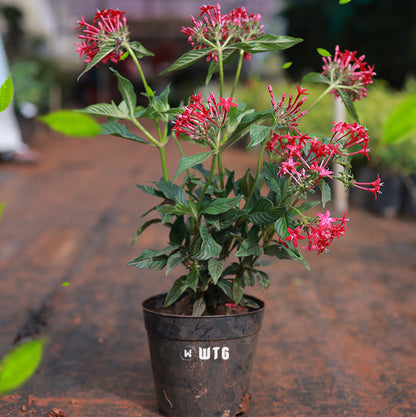 Pentas Red
