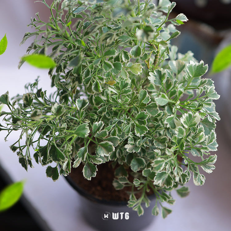 Aralia Mini Foliage Plant