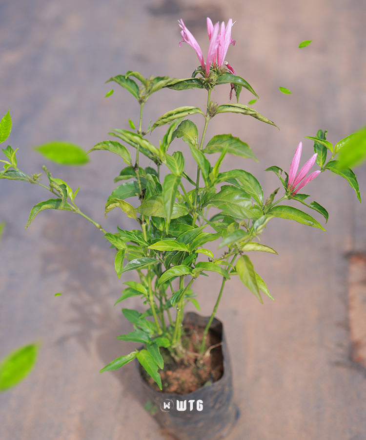 Justicia carnea- Brazilian Plume flower, Flamingo flower, Jacobina