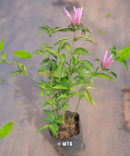 Justicia carnea- Brazilian Plume flower, Flamingo flower, Jacobina