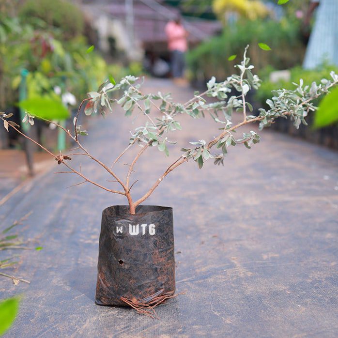 Nikodia (Texas Sage)