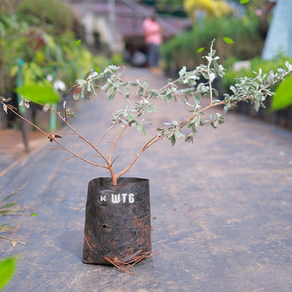 Nikodia (Texas Sage)