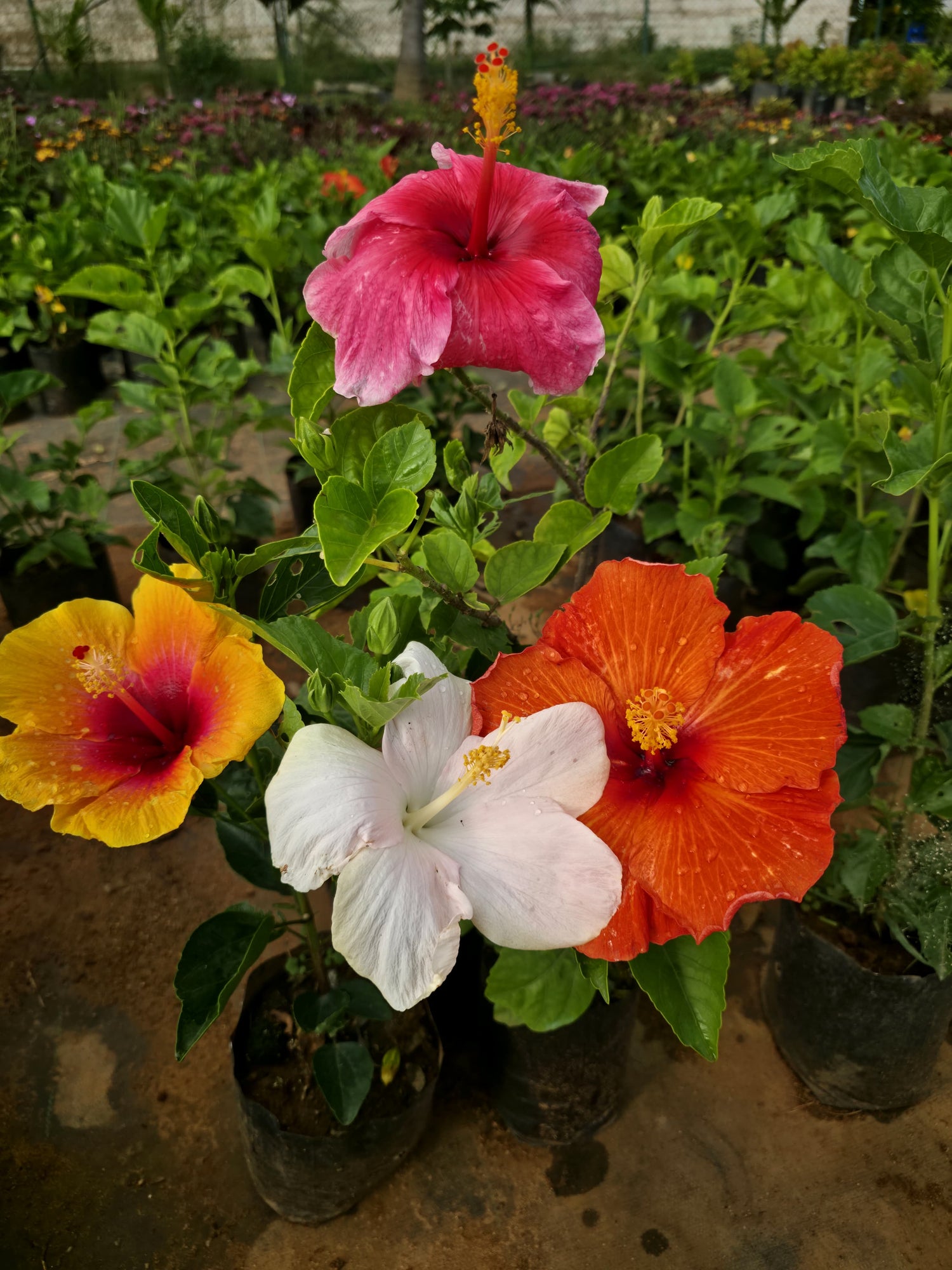Hibiscus Hybrid-Combo of 4 Different Colors- Hybrid chembarathi Combo