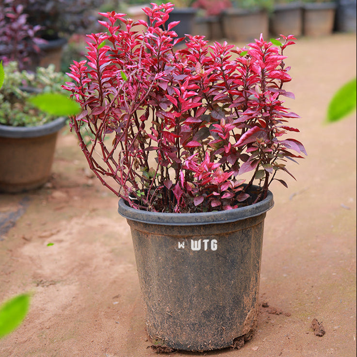 Alternanthera Red ground covering foliage plant