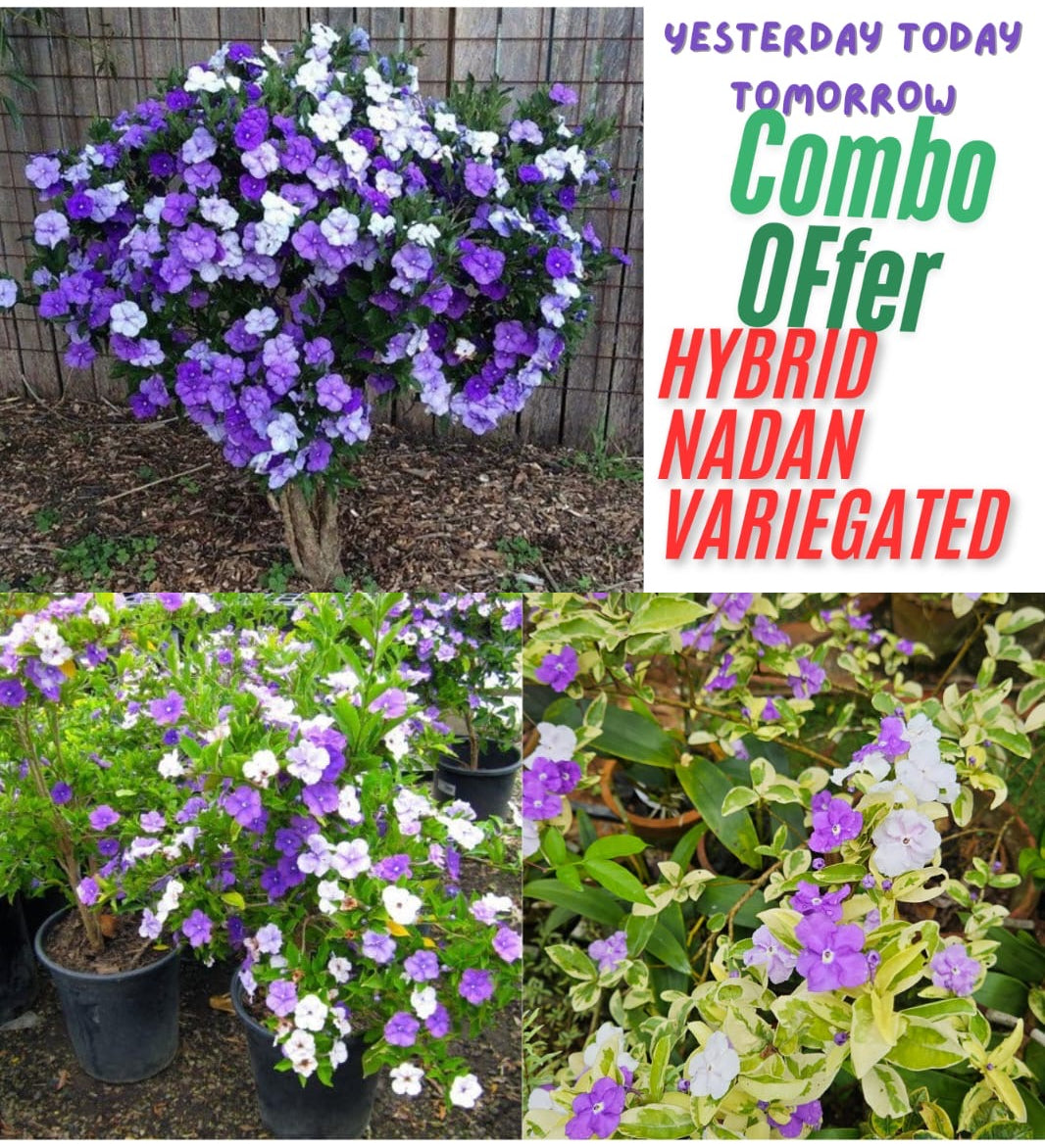 Yesterday Today Tomorrow Combo Offer- Hybrid, Nadan &amp; Variegated Plants