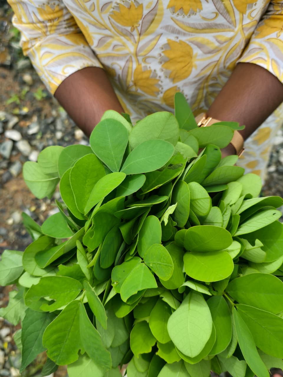 Thakara-Thavara- Ponthakara - Senna tora-Cassiatora