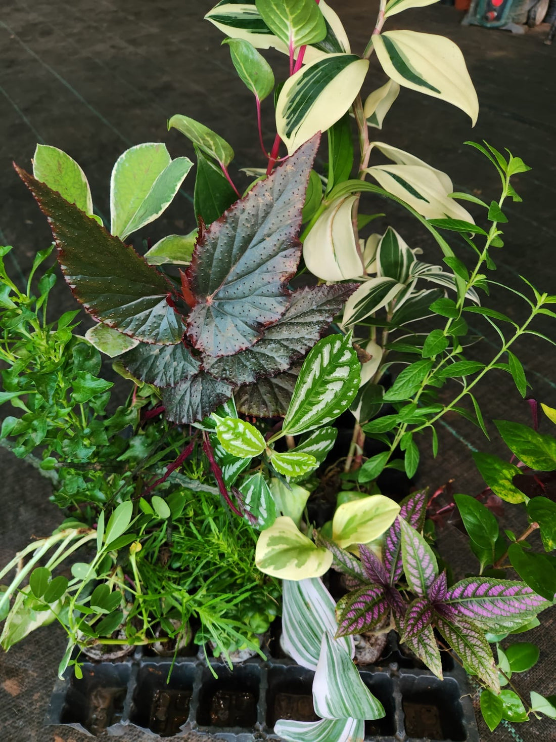20 Jiffy Plants Combo Offer