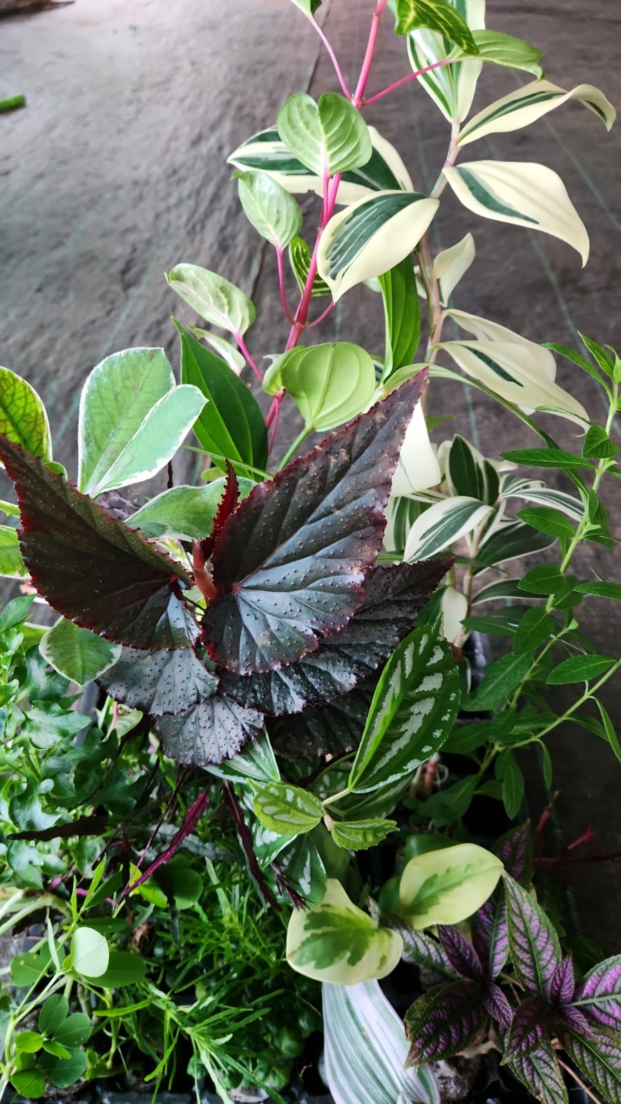 20 Jiffy Plants Combo Offer