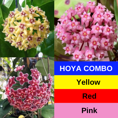 HOYA COMBO OF 3