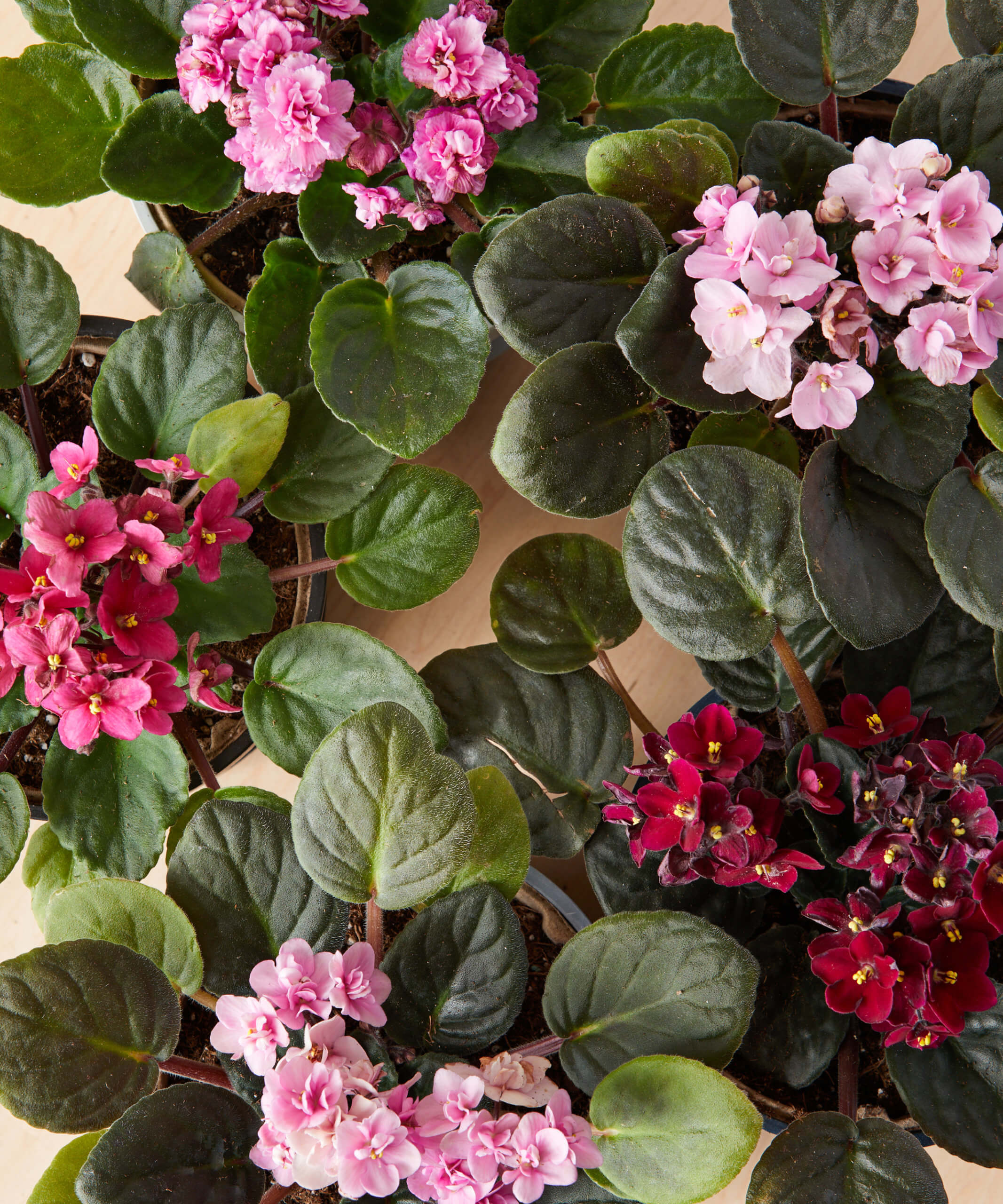 African Violet Plant(Any color)