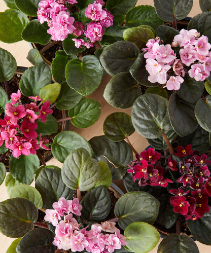 African Violet Plant(Any color)