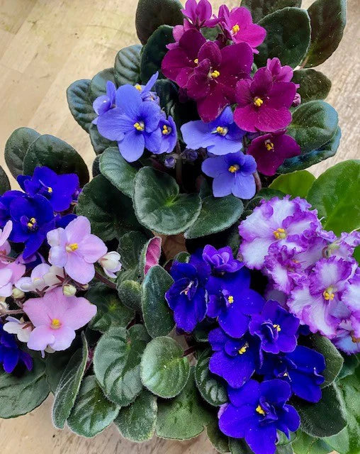 African Violet Plant(Any color)