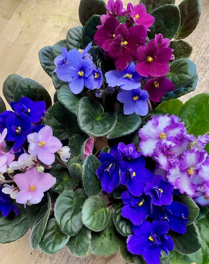 African Violet Plant(Any color)