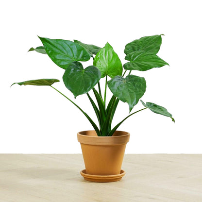 Alocasia cucullata