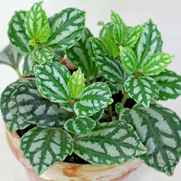 Aluminium Plant -Buy Pilea Cadierei - Watermelon Pilea