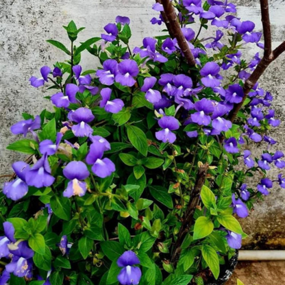 Amazon Blue / Brazilian Snapdragon Flowering plant