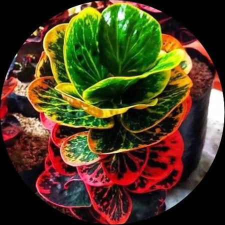 Croton Exotic red Apple- Round leaf croton