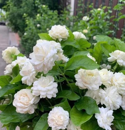 Arabian Jasmine 7 Layer- Kattamulla- 7 Petal Jasmine - Wayanadan Touch Garden