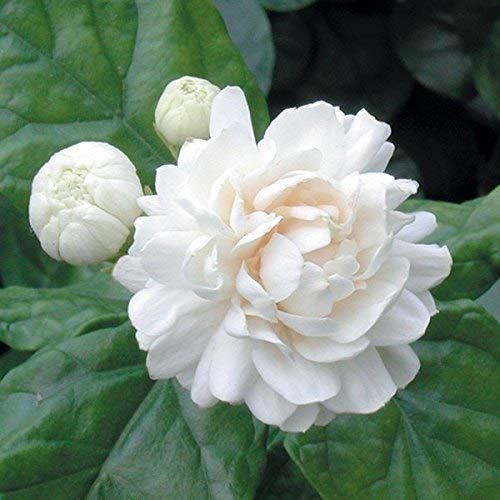 Arabian Jasmine 7 Layer- Kattamulla- 7 Petal Jasmine - Wayanadan Touch Garden