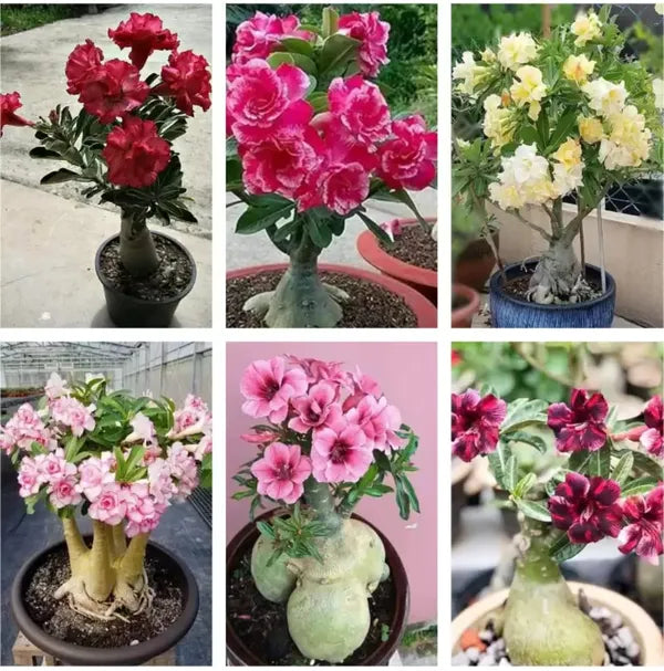 Adenium Grafted(Any COLOR)