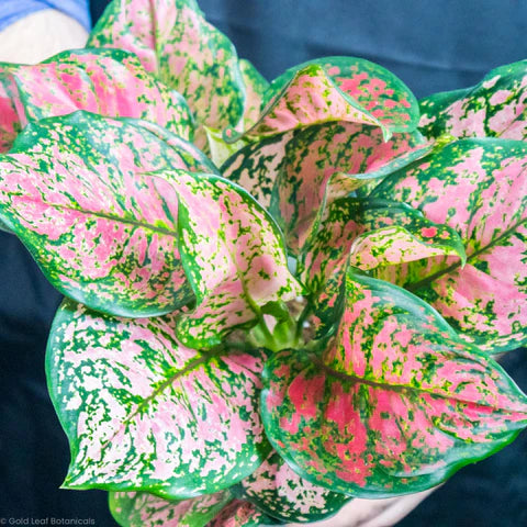 Aglaonema Anymanee