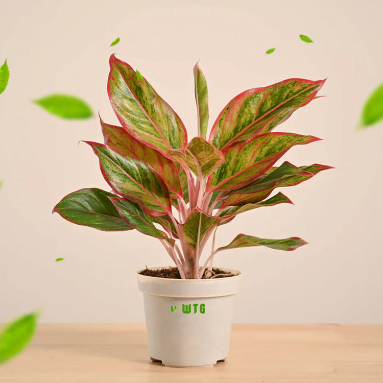 Aglaonema red lipstick / Siam Aurora